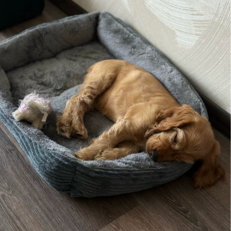 panier-chien-super-confortable-en-velours-avec-un-jeune-golden-retriever-allonge-dedans-avec-sa-tete-appuyee-sur-le-rebords