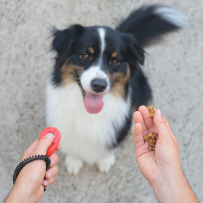 Clicker chien |EasyTraining™