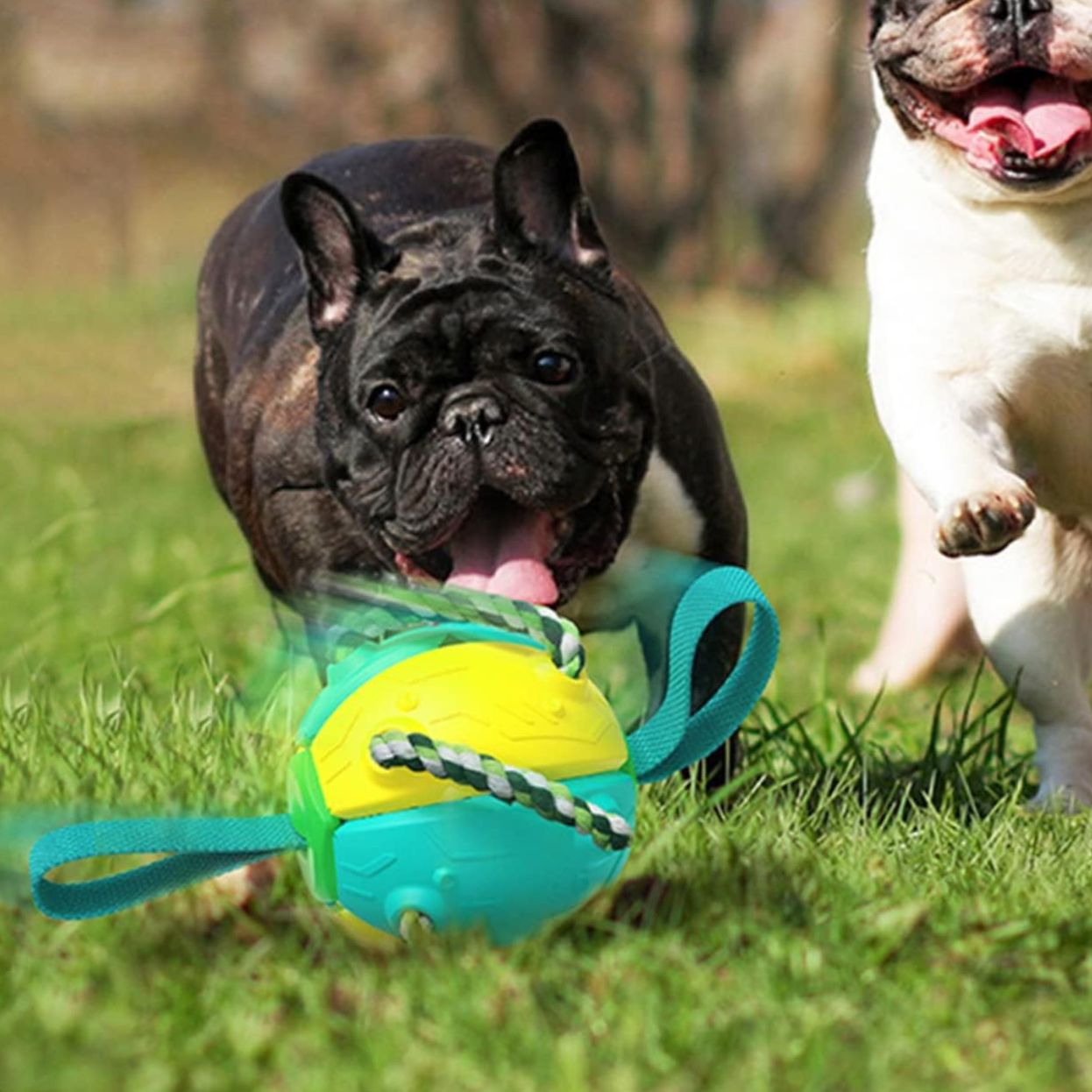 Frisbee chien |FrisbeBall™