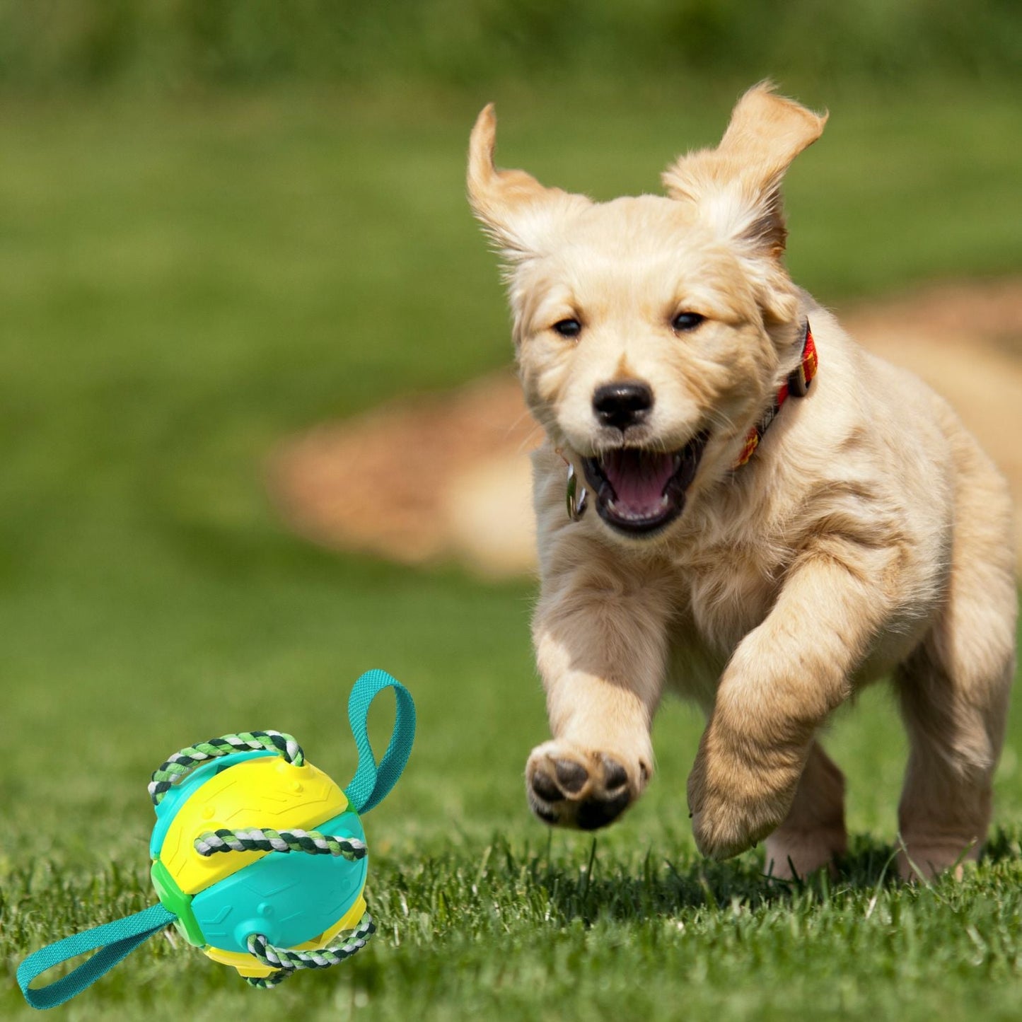 Jouet pour chien |FrisbeBall™