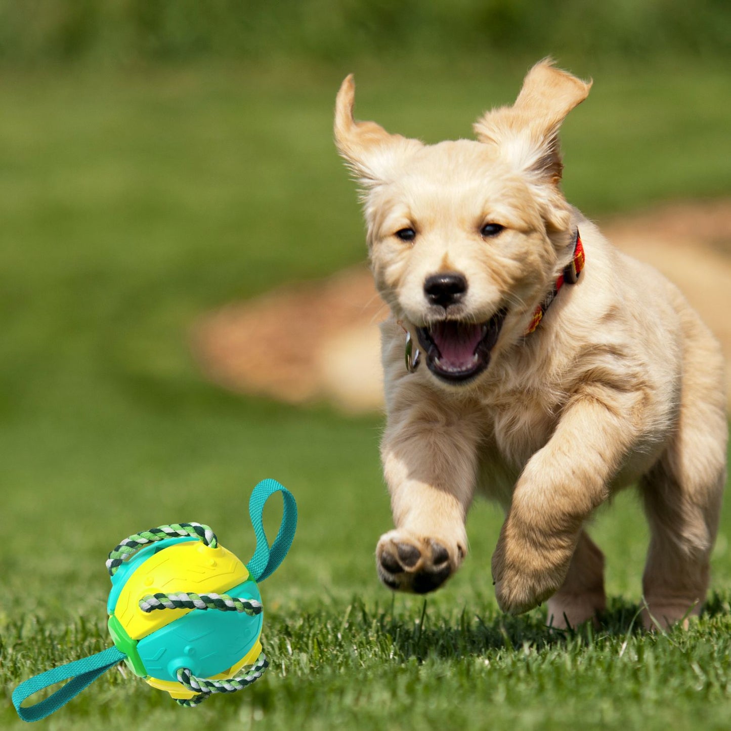 Frisbee chien |FrisbeBall™