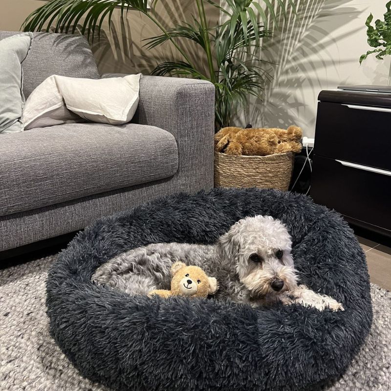 coussin-pour-chien-antistress